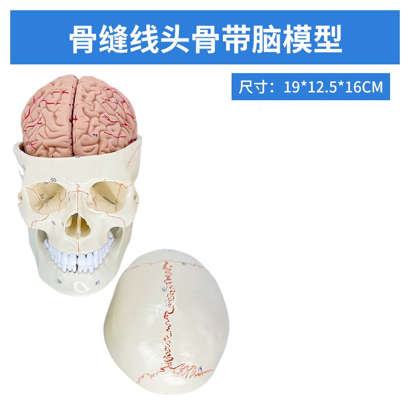 彩色可拆卸头颅骨模型医学仿真头骨标本成人头骨解剖模型-Taobao-Tmall