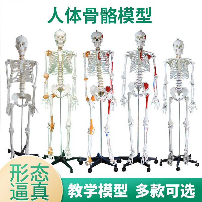 170cm人体骨骼模型椎间盘神经肌肉韧带骨架成人小白骷髅教学脊椎
