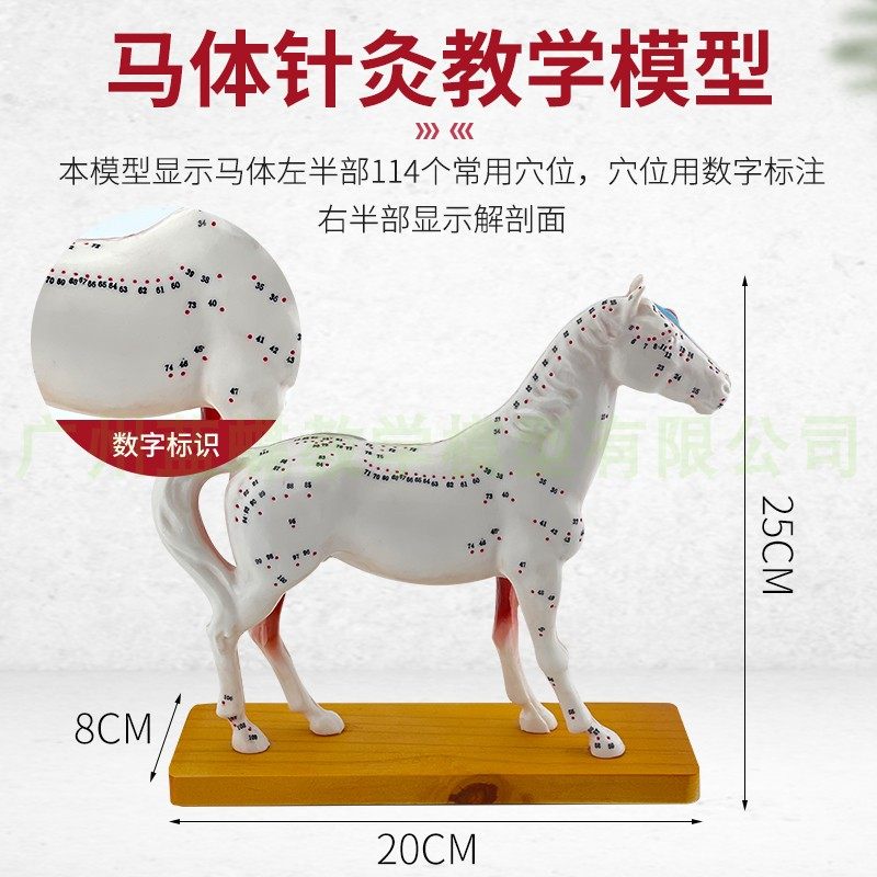 马体针灸模型马体解剖模型 动物解剖模型马穴位模型兽医教学教具