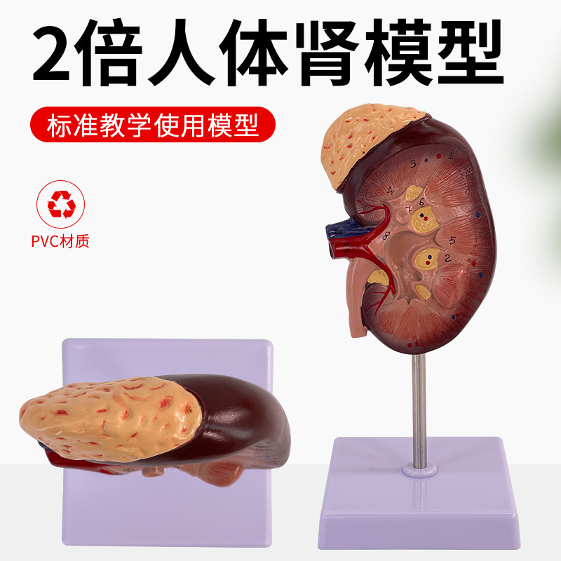 教学仿真肾模型带肾上腺2倍放大肾脏模型人体组织器官解剖泌尿科