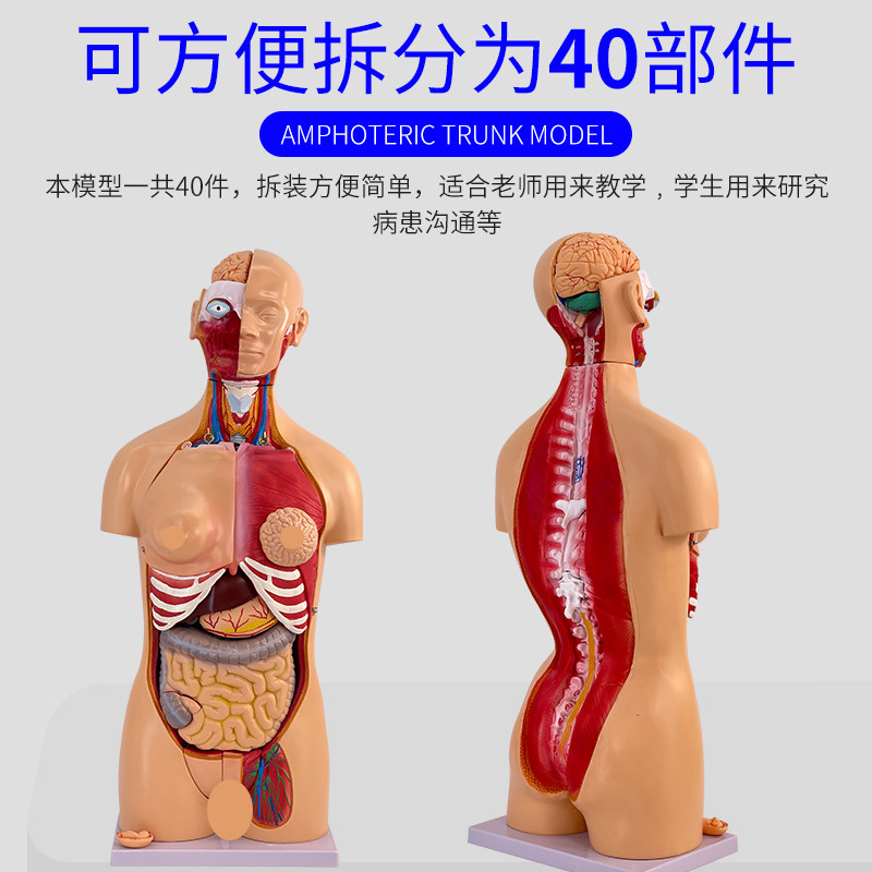 解剖模型控看过来！85CM人体器官结构模型，你家的医学教具是否达标