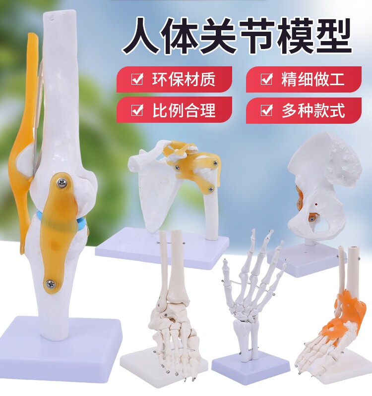 人体膝关节功能模型 半月板交叉韧带活动膝盖骨髌骨教学骨骼模型