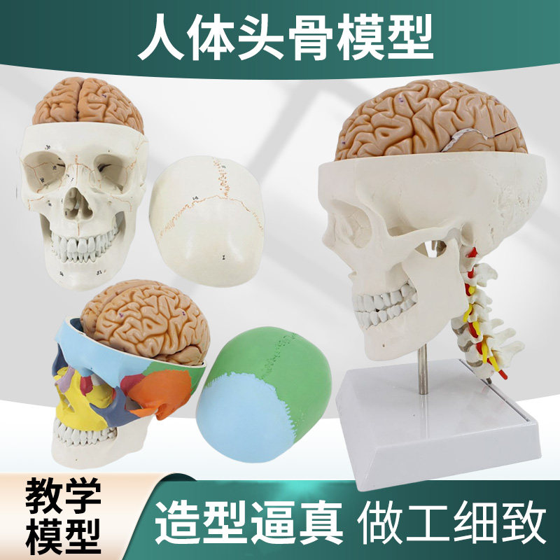 医学人体大脑解剖脑功能分区皮层躯体运动结构图教学模型拆卸颅脑