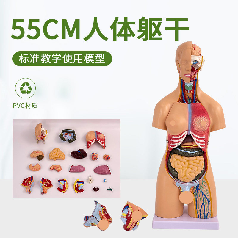 55CM人体器官结构解剖模型全身内脏大脑心脏躯干模特教学医学儿童