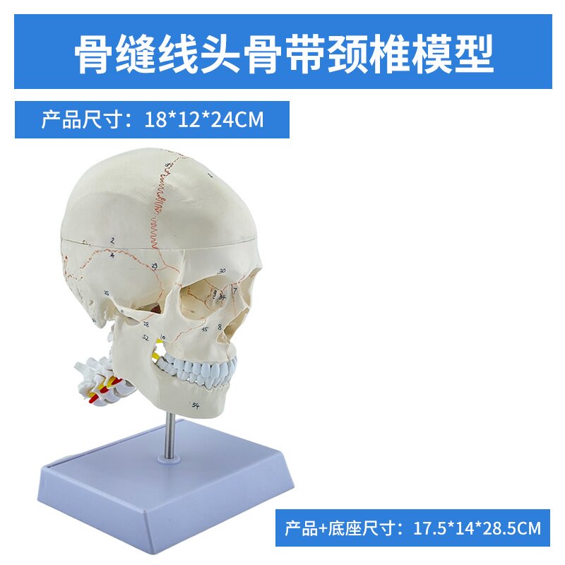 彩色可拆卸头颅骨模型医学仿真头骨标本成人头骨解剖模型-Taobao-Tmall