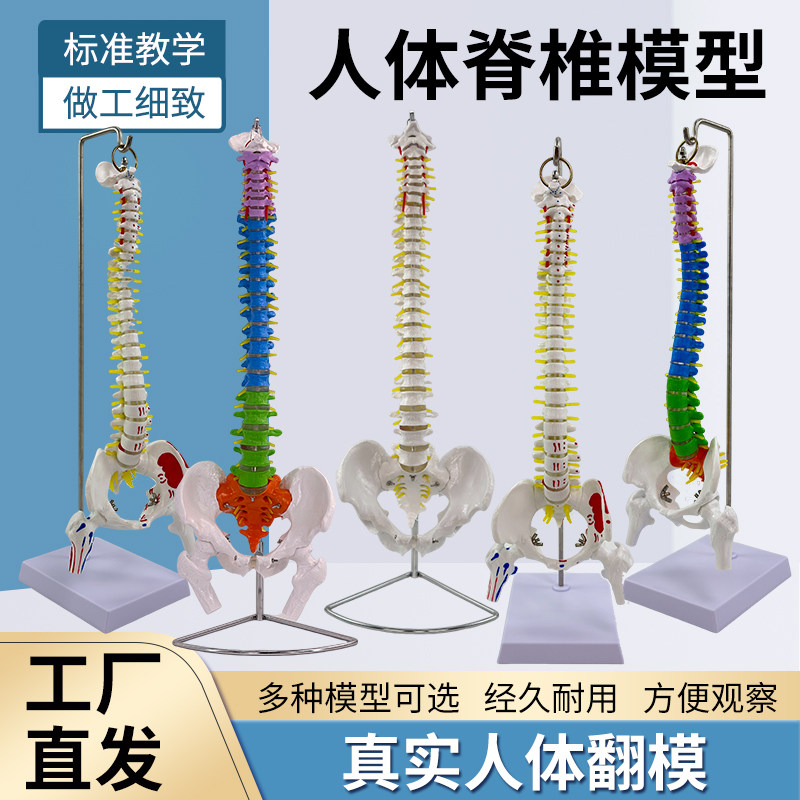 人体脊柱模型1:1正骨脊椎模型颈椎腰椎人体骨骼模型彩色脊椎模型