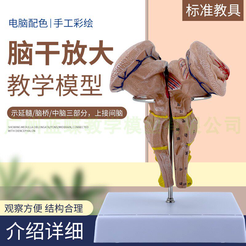 脑干放大模型塑胶材质适用各年龄层 科学教育学习用蓝蝶脑部模型