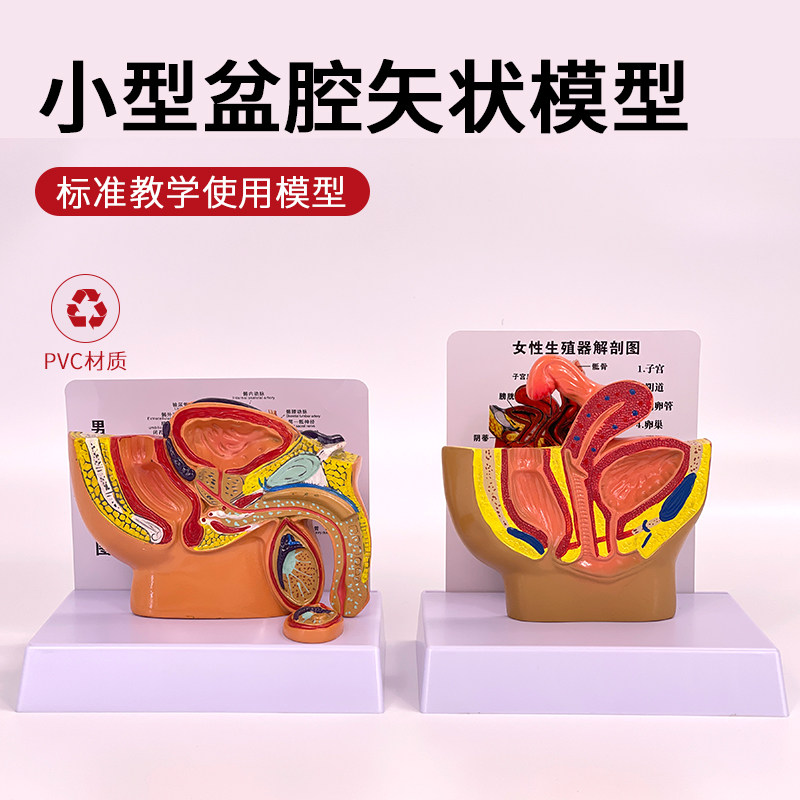 桌面型男性前列腺模型女性生殖器解剖男性女性盆腔矢状切面示教