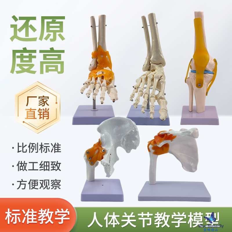 人体膝关节模型肩关节肘关节手关节脚关节髋关节模型1:1骨骼模型