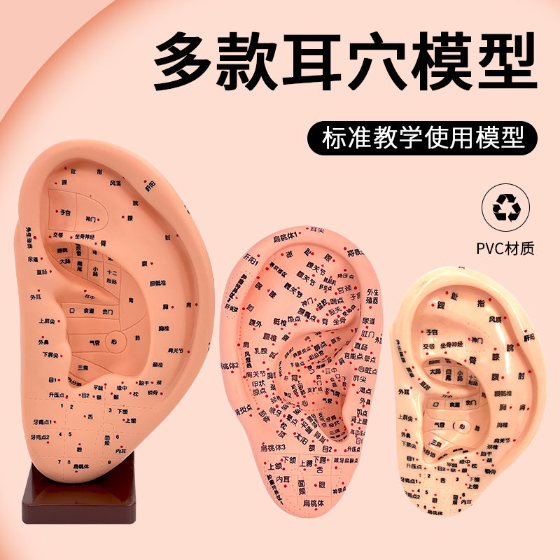 超清晰多穴位刻字耳穴模型耳部针灸穴位模型耳朵耳廓按摩理疗16cm