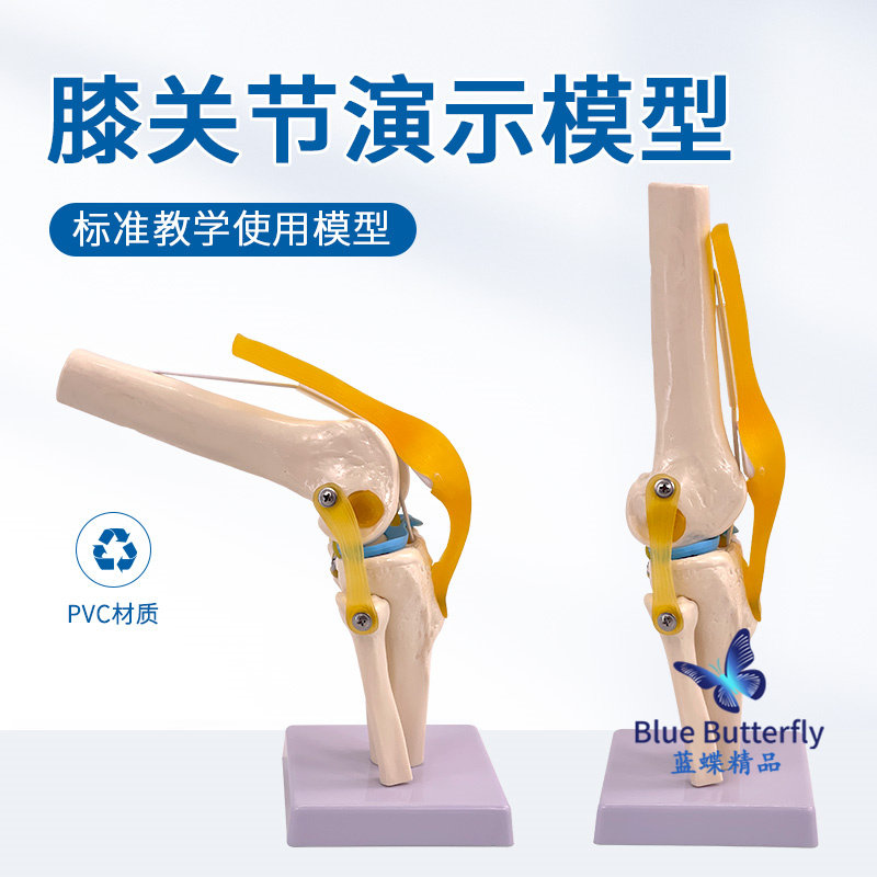 人体膝关节功能模型 半月板交叉韧带活动膝盖骨髌骨 骨骼教学模型
