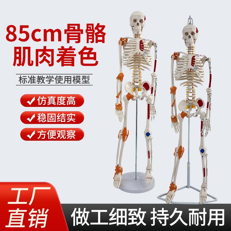 85CM人体骨骼模型肌肉着色骨架模型附椎间盘神经肌肉起止点及韧带