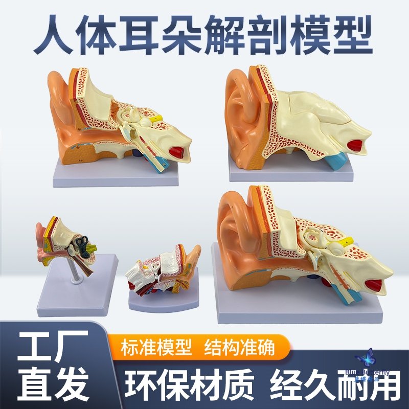 5倍放大耳模型 耳朵解剖结构 内耳迷路 耳鼻喉科人体听觉系统模型