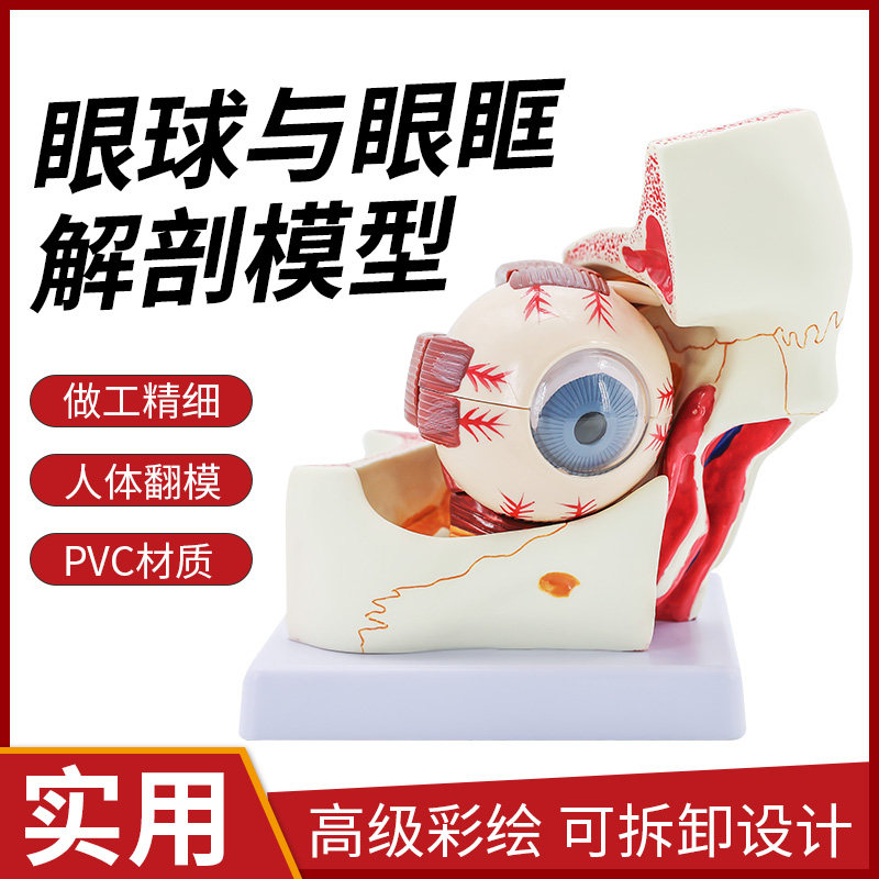 人体眼球与眼眶放大解剖模型 眼球的视神经和肌肉扩大3倍角膜虹膜