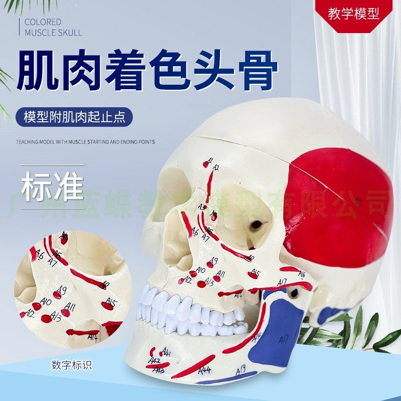 医学标准骷髅 头骨附肌肉起止点 头颅骨标本模型 肌肉着色 彩色