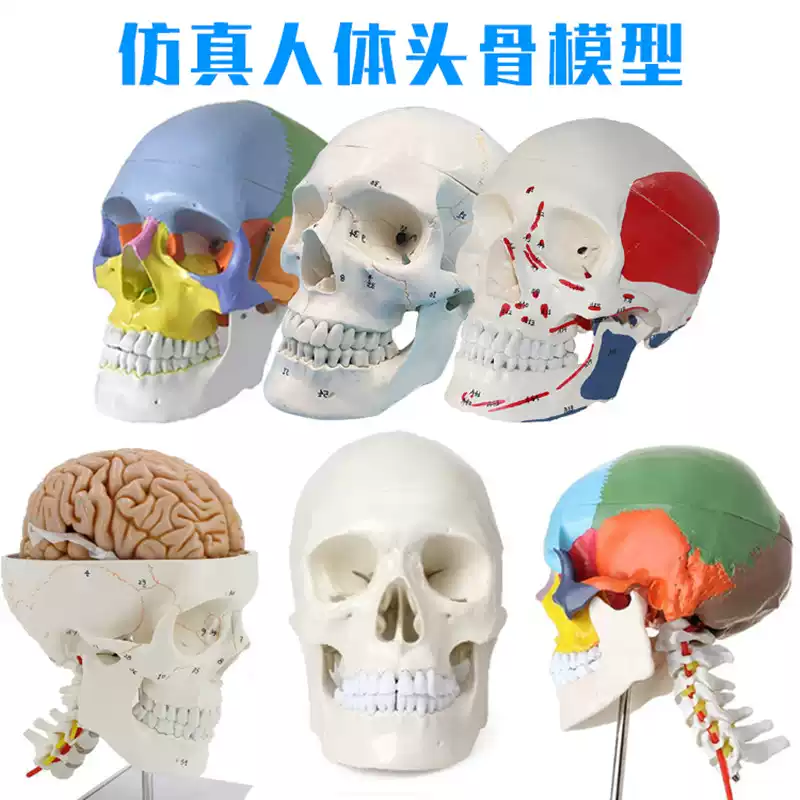彩色可拆卸头颅骨模型医学仿真头骨标本成人头骨解剖模型-Taobao-Tmall