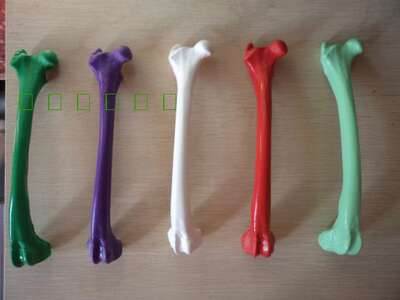 Animal dog bone model, realistic dog bones, fashionable and creative multi-color bone accessories to choose from
