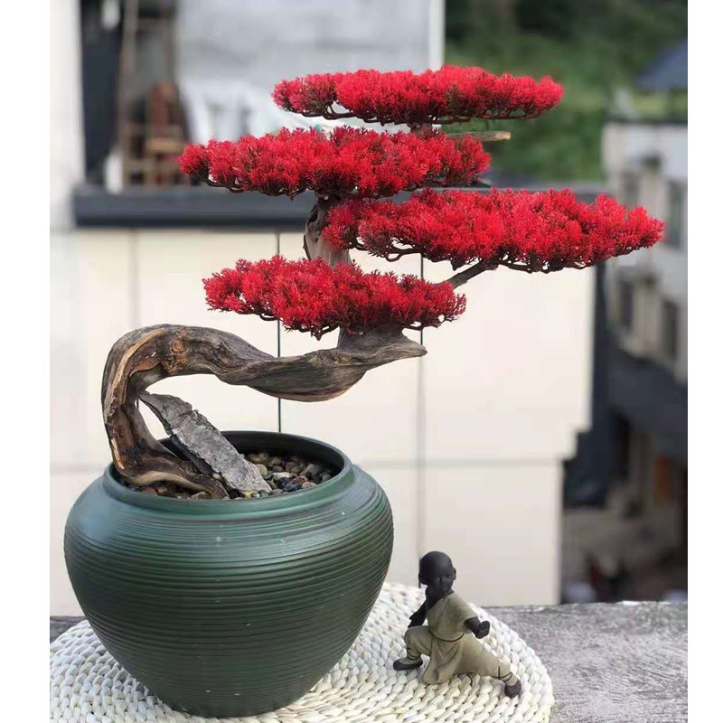 Taiwan Yuba potted tree root carvings greeted pine pine career pine cypress crystal wood old pile fittings