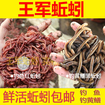 Earthworm live bait fresh bulk box Black Red earthworm 1kg live fishing bait red insect seedling Wang Jun bait