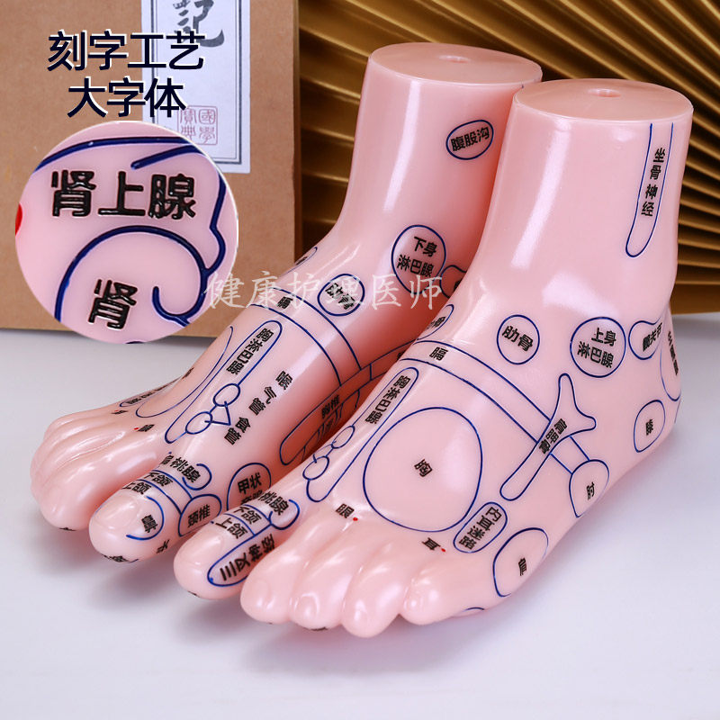 足部反射区模型人体穴位教学特大高清大字老人用脚底按摩中医足疗