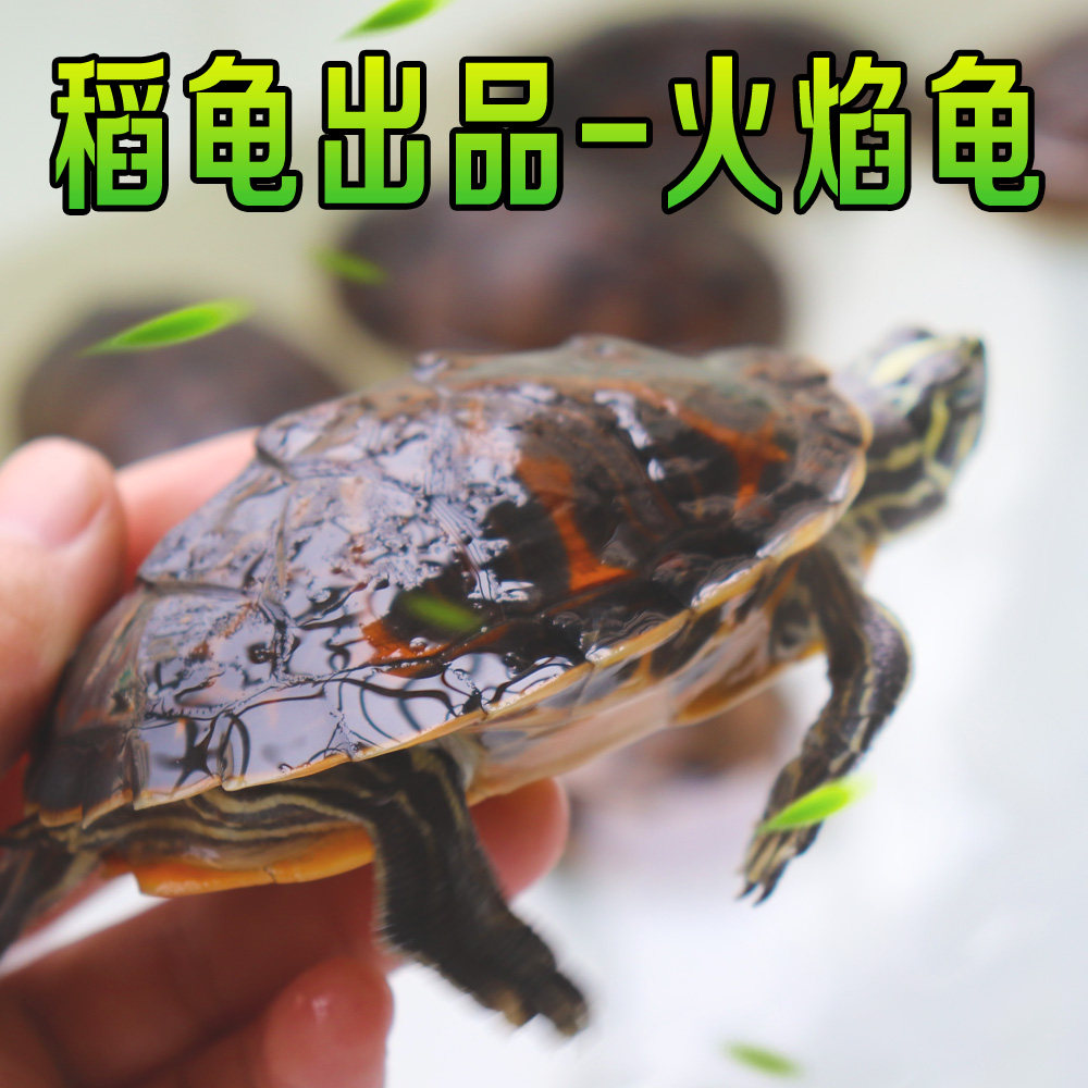 家养外塘宽纹火焰龟,如何打造完美“火焰缸”?-龟/鳖-淘宝好物网