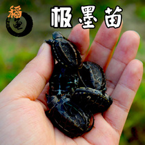 Ink turtle seedlings All Black small turtle black belly outside pond Chinese grass turtle fortune toy living deep water viewing pet home