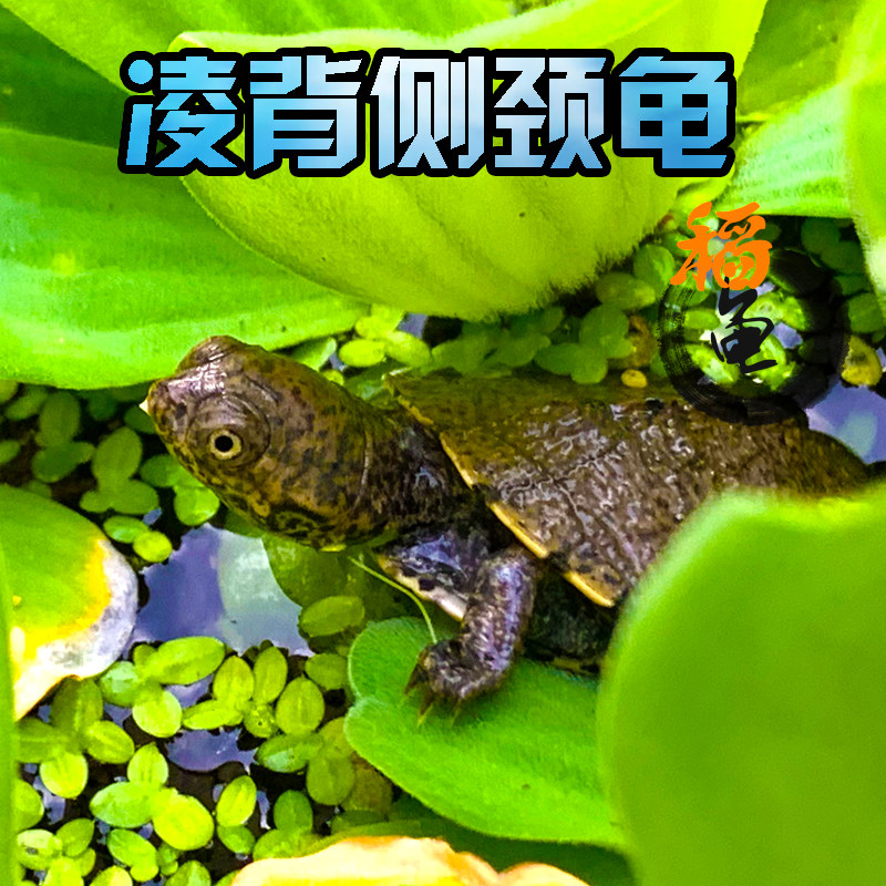 Ling Back Side Neck Tortoise Serrated Side Neck Tortoise West African Good Foster Interactivity Strong Deepwater Fish Tank Eat to admire the long-necked turtle-Taobao