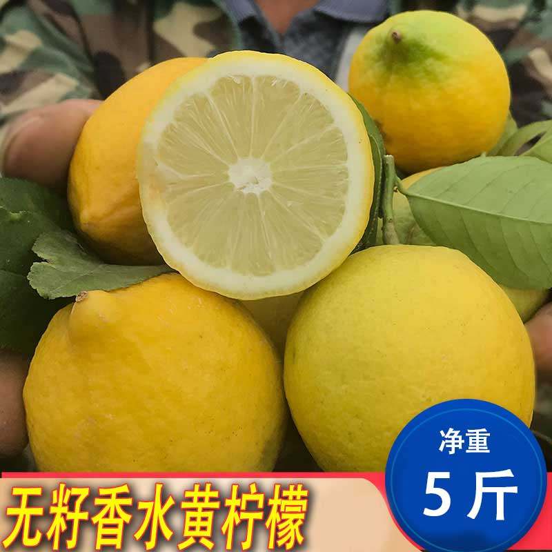 Guangdong Perfume Lemon 5 catties First Grade Guangdong Seedless Four Seasons Yellow Lemon Fresh Wholesale Milk Tea Shop Special