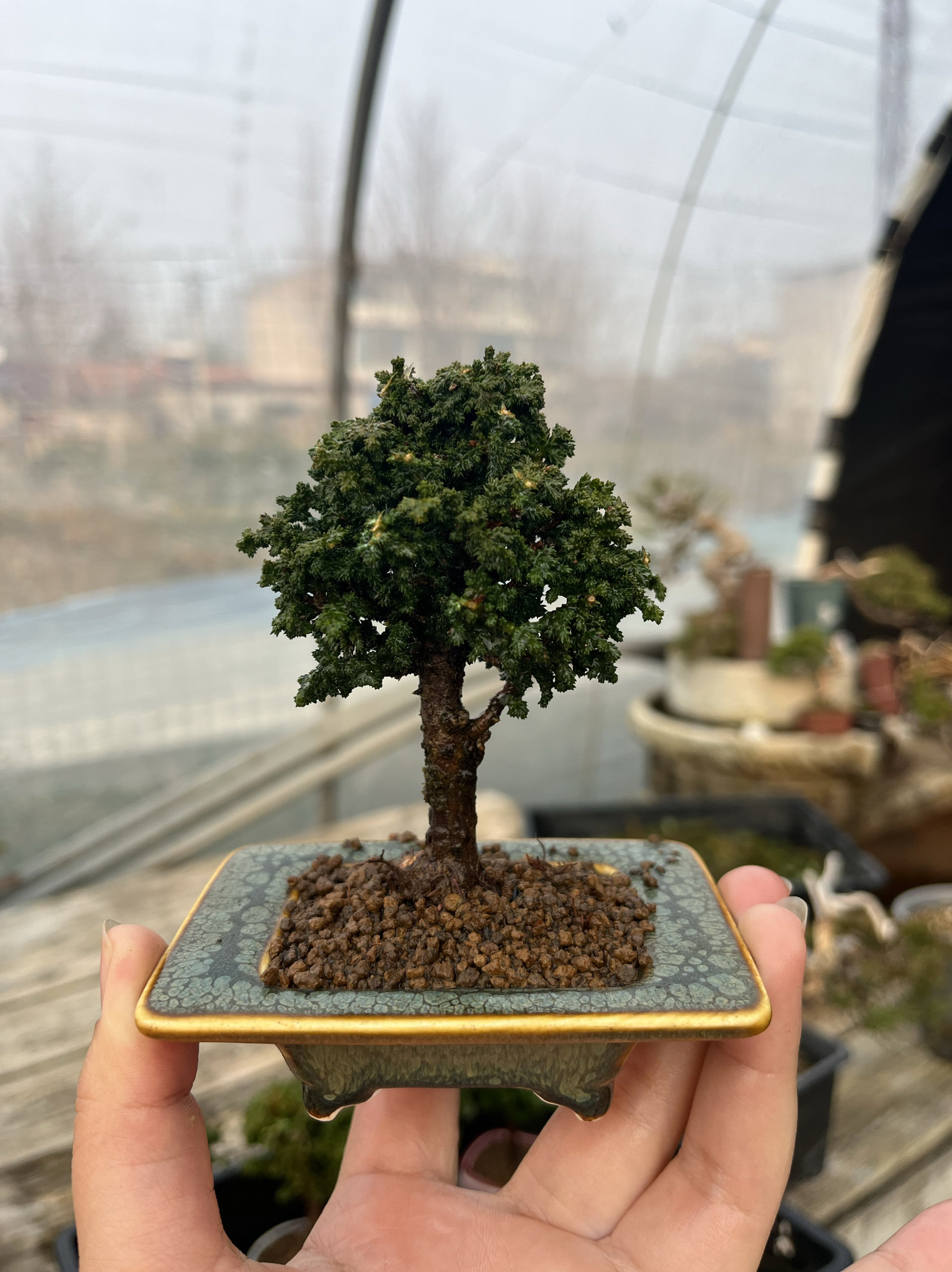 盆栽味澤 石化檜 盆栽 小品盆栽