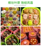 Сырые каменные цветы и сочный бутик семян цветочный горшок посвященной почвенным флагом магазин заброшенный нефрит одна вещь одна выстрел оливковая нефритовая задница цветок