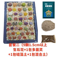 Пакет 2 (9 сырого каменного цветов выше 1,5 см+1 упаковка мульти -бактериального духа+1 упаковка диатомовой почвы +1 Смешанная почва)