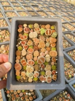 [Взрыв] Маленький бассейн 10 × 14 см (более 50 штук)