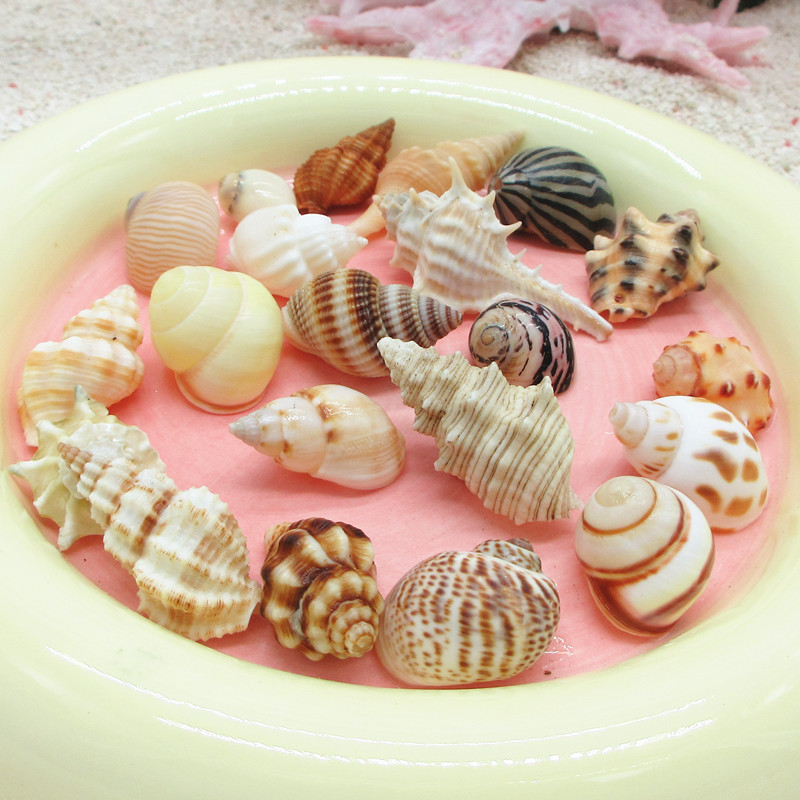 (small sea snail 1-2cm collection) suitable for 1cm place crab spare replacement shell for landscaping natural sea snail shell