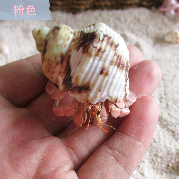 Pink hermit crab live terrestrial freshwater ornamental mini crab desktop novelty pet package live buy 3 get 1 free