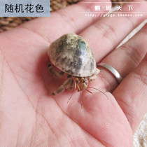 Random flower color posting crab land raw fresh water live view mini crab novelty pet bag live buy 3 sends 1