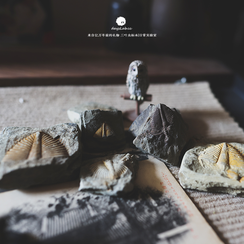 Gift Three Leaf Insect Specimens Fossil Everyday Laboratory from hundreds of millions ago-Taobao