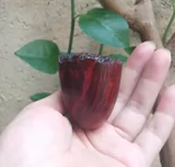 Импортированная Дания Стэнвелл Стэнвей Классик 63 进 进 进 进 进 进 进 进 进 3 -миллиметровый дымоход