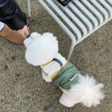 Джаки для домашнего хлопка плюс деньги могут нарисовать одежду для собак.