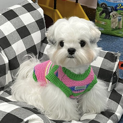 Pet Knitted Sweater Teddy Bichon Small Dog Cat Schnauzer Yorkshire Dog Clothes Autumn New Style