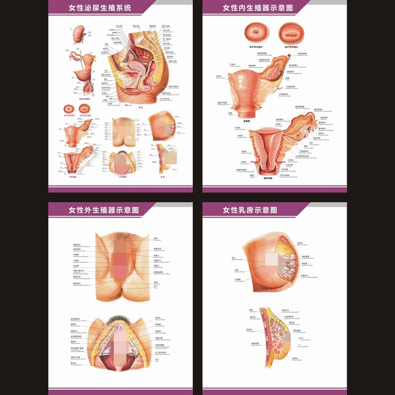 Anatomical Diagram of the Female Urinary and Reproductive System, Pelvic Reproductive Organs, Uterus Structure Diagram, Bilingual Hospital Department Wall Chart