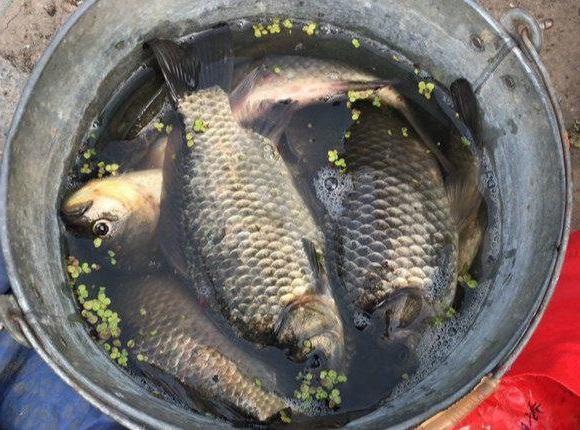 秋季气温逐步走低,钓鱼人不要错过藕塘