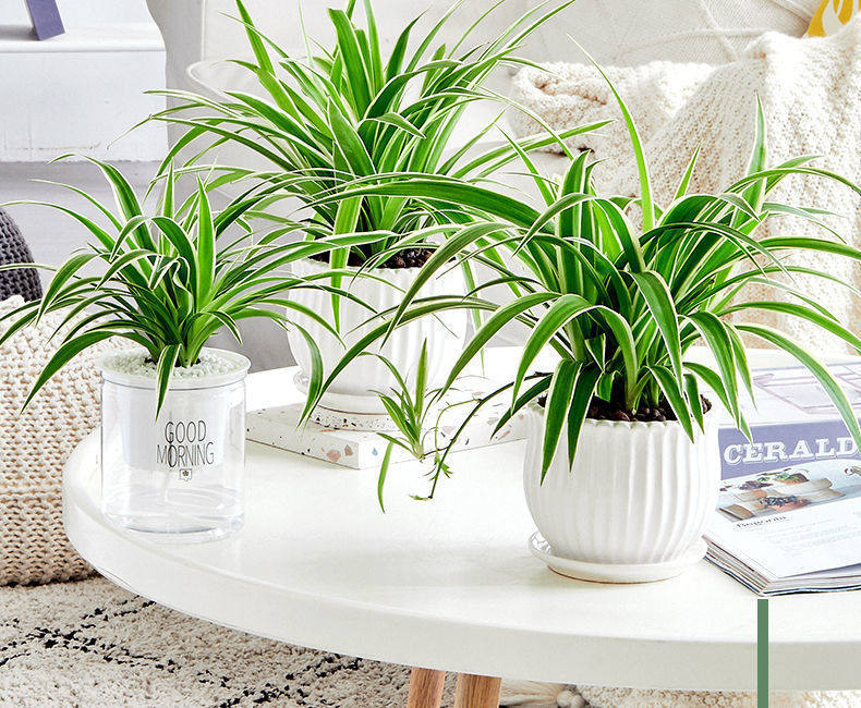 Phnom Penh Pendant Gold Heart Basket Potted Plant Green Plant Flowers Purify Air Suction Formaldehyde Gold Gge Office