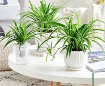 Phnom Penh Pendant Gold Heart Basket Potted Plant Green Plant Flowers Purify Air Suction Formaldehyde Green Lori Office