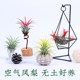 Air pineapple internet celebrity green plant air phoenix comes to Yibawang package creative bracket soilless lazy plant desktop potted plant