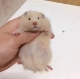 Длинноволочный рисовый медведь (подарочный пакет)