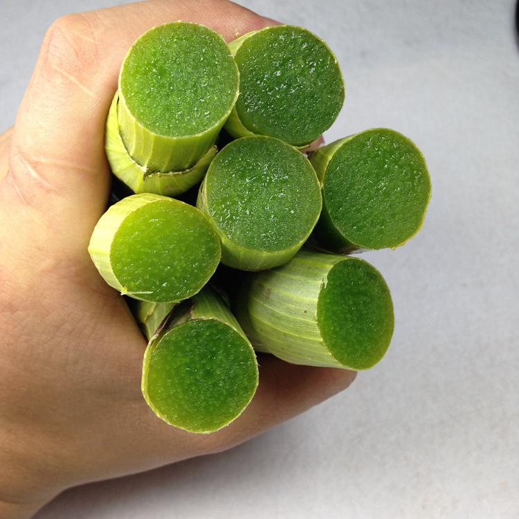 Yunnan Dendrobium big bract sheath Dendrobium fresh strip 500g non-iron skin Dendrobium thick strip fresh Dendrobium