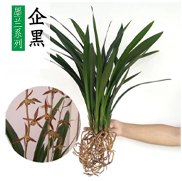 Phong lan làm vườn cung cấp vỉa hè đá trắng đá màu Maifan đá ceramsite đất dinh dưỡng hữu cơ vòi xịt nước tưới cây