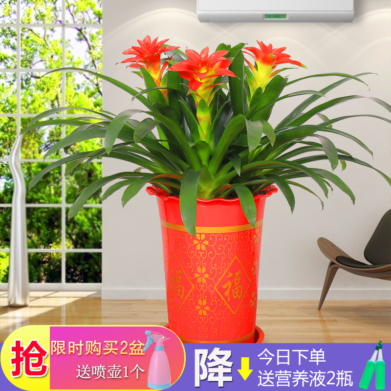 Hon transport head with potted plants good flowers Little Red Star Four Seasons green flower water peels indoor great pineapple