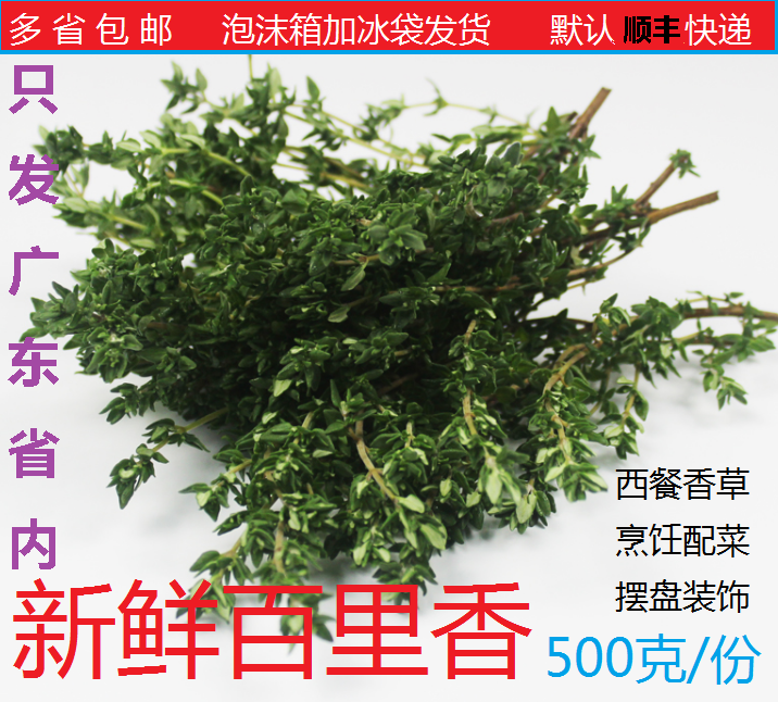 Fresh thyme vanilla 500g musk grass scented leaves Western dining Zoo Barbecue Ingredients Marinate Hem Tray Decoration