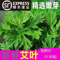 Fresh Wormwood fresh edible vegetables fresh picking Qingming grass Baba Youth League Shunfeng wormwood leaf fresh wormwood leaf grass
